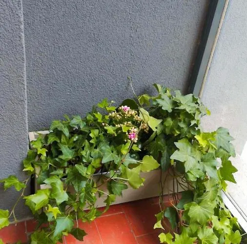 So Fine Petruzzelli Flat